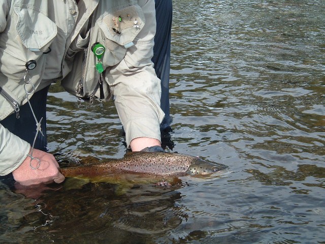 Fly-Fishing Ethics: Is Catch and Release Cruel?